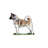  Akita 