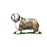 Bearded Collie 