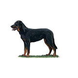  Beauceron 