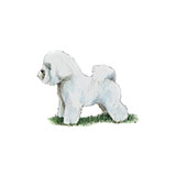  Bichon Frise 