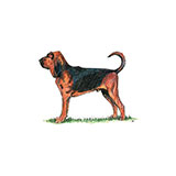  Bloodhound 
