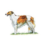  Borzoi 