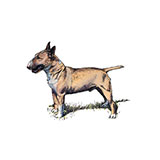  Bull Terrier (Dog Breed) 