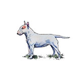  Bull Terrier 