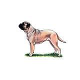  Bullmastiff 