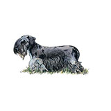  Cesky Terrier 
