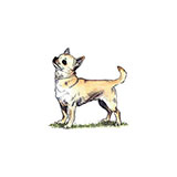  Chihuahua 