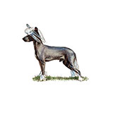  Chinese Crested 