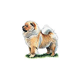  Chow Chow 