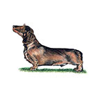  Dachshund Wire 