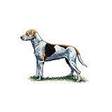  Foxhound 