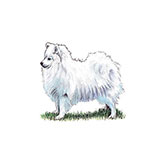  Japanese Spitz 