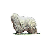 Komondor 