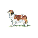  Kooikerhondje 
