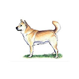  Korean Jindo 