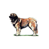  Leonberger 