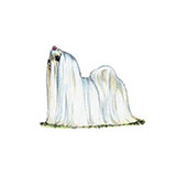  Maltese 