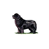  Newfoundland 