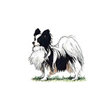  Papillon 