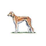  Saluki 