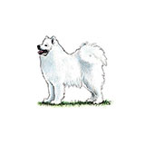  Samoyed 