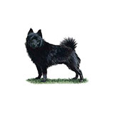  Schipperke 