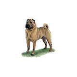  Shar Pei 