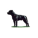  Staffordshire 