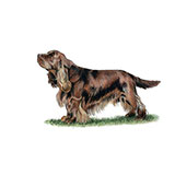  Sussex Spaniel 