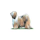  Tibetan Terrier 