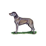  Weimaraner 