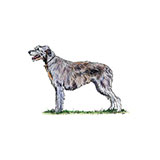 Wolfhound 