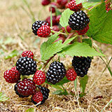  Blackberries 