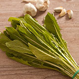  Chicory 