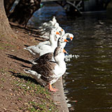  Geese 