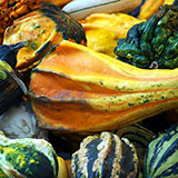  Gourds 