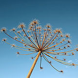 Hogweed 