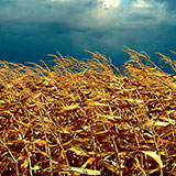  Maize 