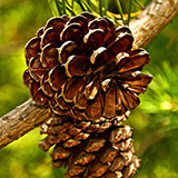  Pine Cones 