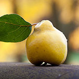  Quince 
