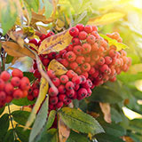  Rowan 