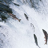  Salmon 