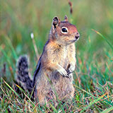  Squirrel 