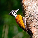  Woodpecker 