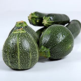  Zucchini 