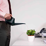  Desk Plant 
