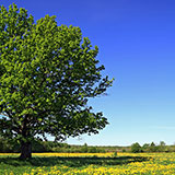  Oak 