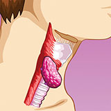  Oesophagus 