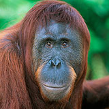  Orangutan 