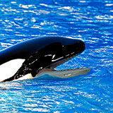  Orca 